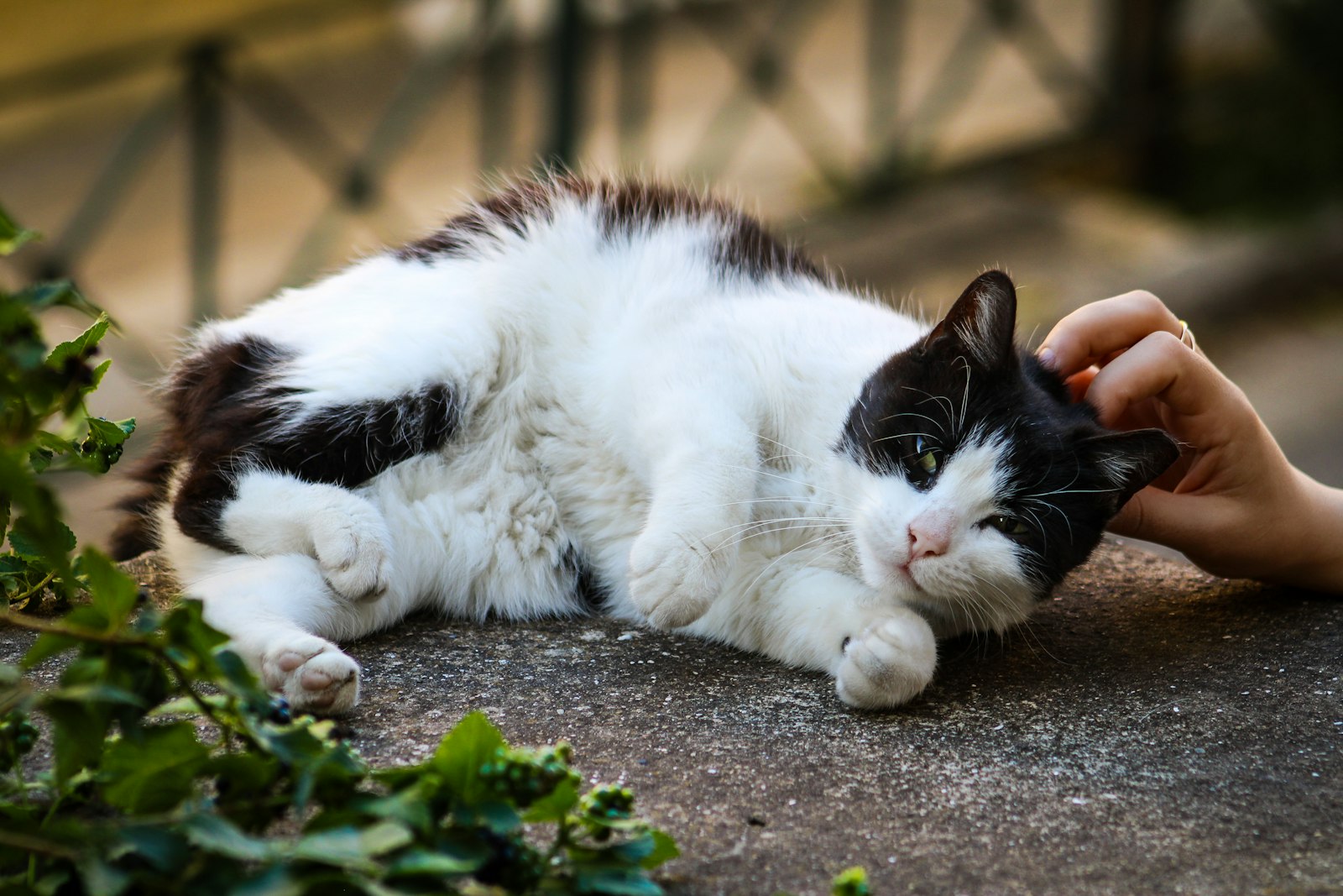 serviceLanding.cat-sitting.hero.imageAlt