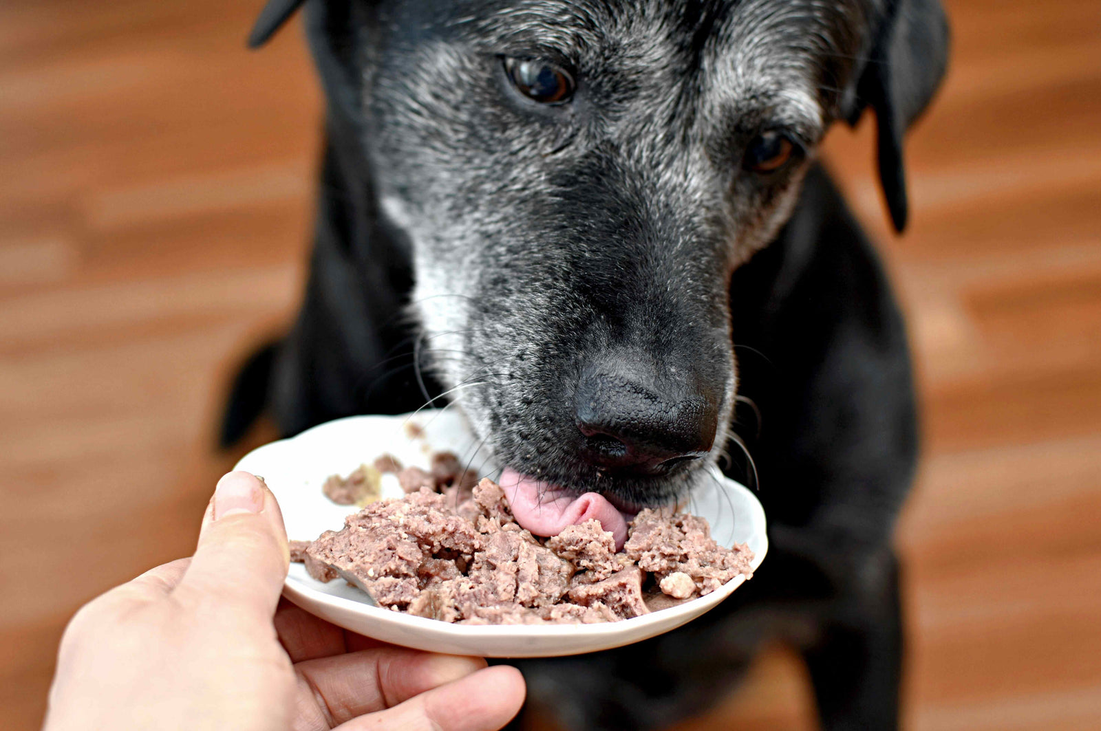 serviceLanding.senior-dog-care.hero.imageAlt